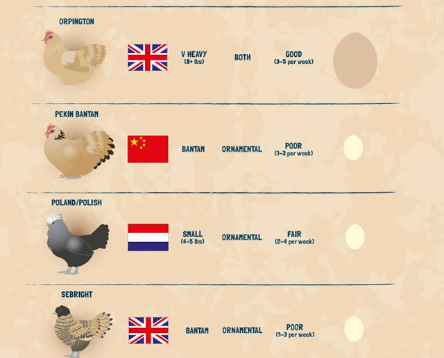 Egg Size Chart