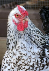Chickens 112811 018