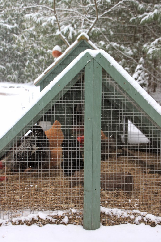 Tillys nest snowy chicken coop
