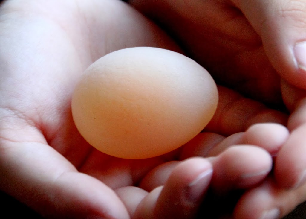 Stealth Farming: Chickens: First Egg (No Shell!)