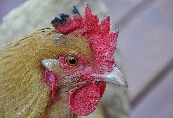 Winter Concerns Frostbite Community Chickens