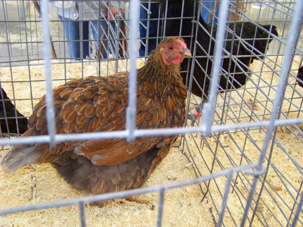 Can I Have Chickens At Home Can I Have Chickens At Home