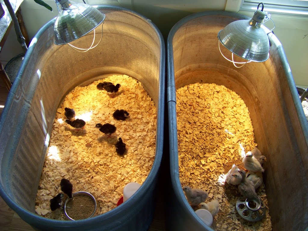 chicks teenage introducing water tips move chickens communitychickens