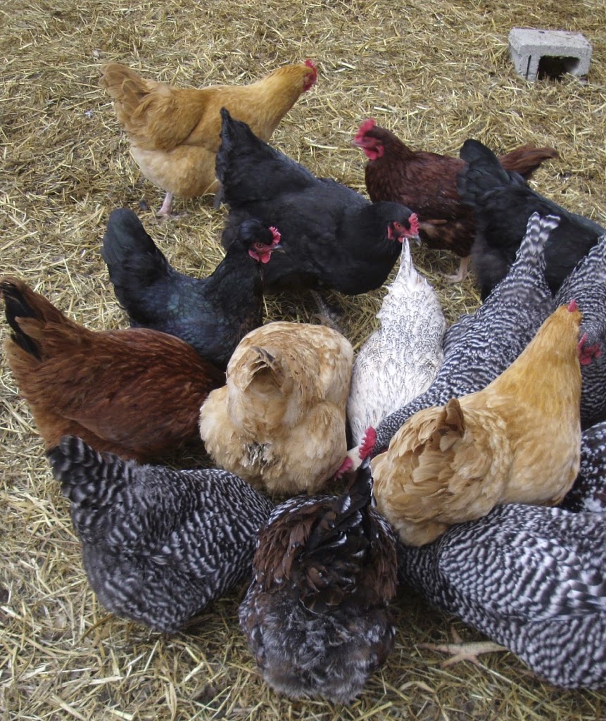 Spring Cleaning Your Chicken Community Chickens