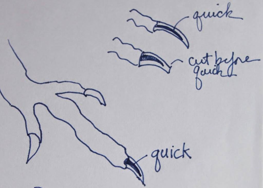 How To Trim A Chicken S Toenails Community Chickens How To Trim A Chicken S Toenails Community Chickens