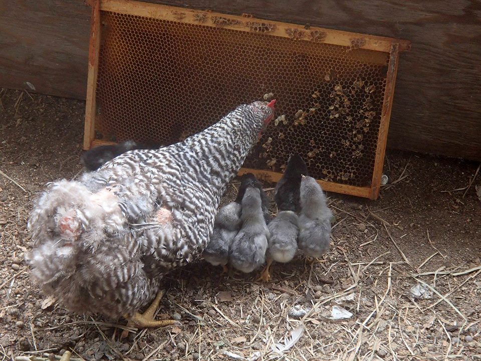 Mama chickens can make excellent junior beeks! This molting mama is giving her little ones a drone-eating lesson.  Photo by Miller Compound HoneyBees and Agriculture, check them out on Facebook!