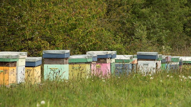 Beehives in a field