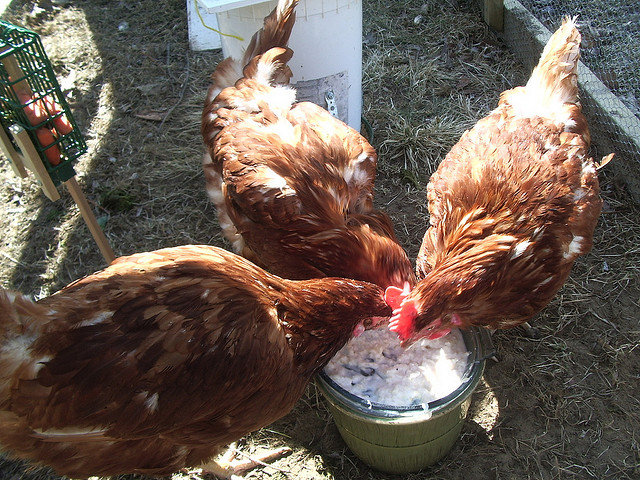 The flock shares a bit of plain yogurt. Photo Credit
