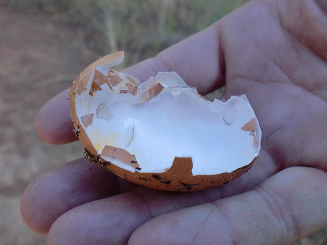 Egg eating. Photo Credit