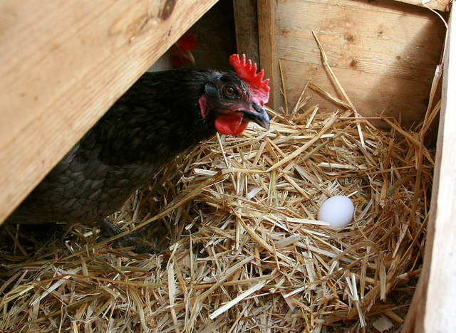Investigating a freshly laid egg.
