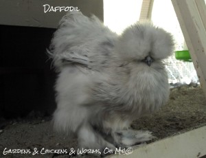 My two sweet & adorable silkies Daffodil & Poppy