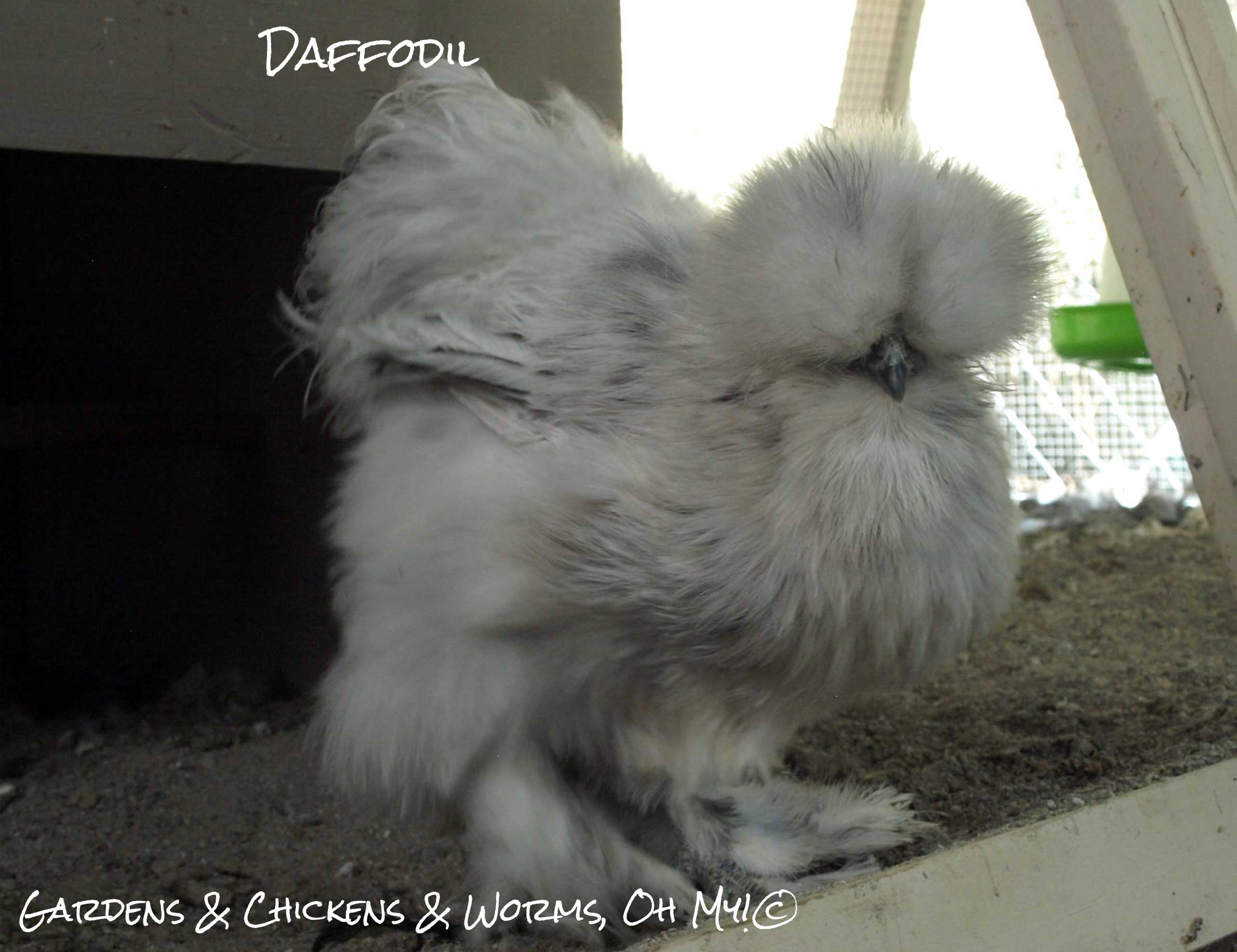 Regular Size & Bantams - To Mix or Not to Mix? | Community Chickens