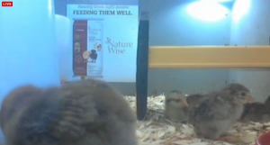 Community Chickens Chick Cam