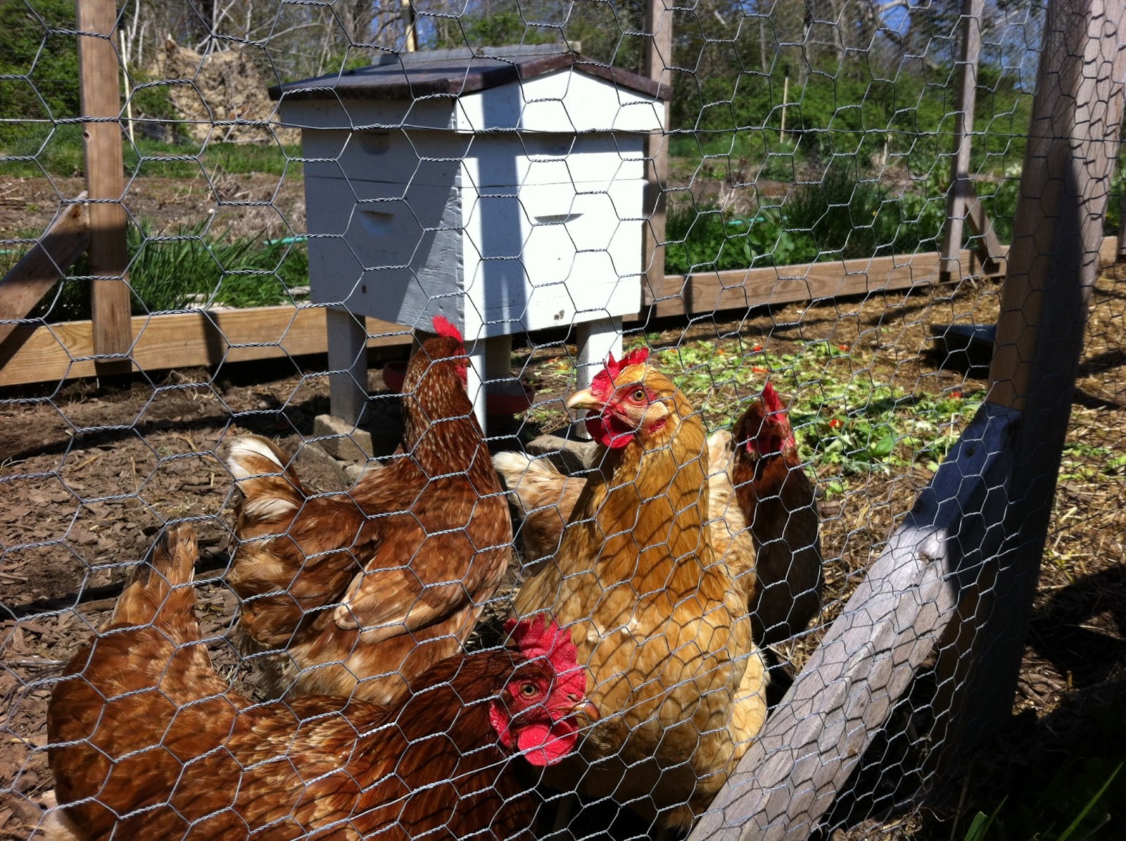 Can Backyard Chickens And Bees Co Exist Community Chickens