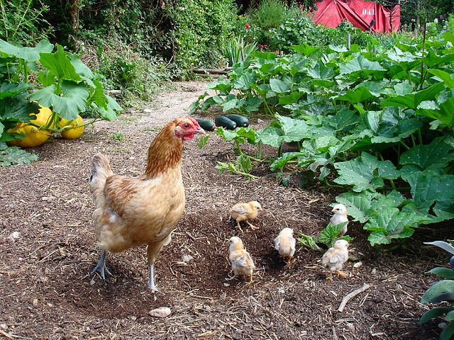Chicks are irresistible!