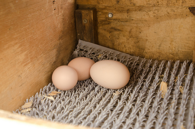 Eggs in Nesting box