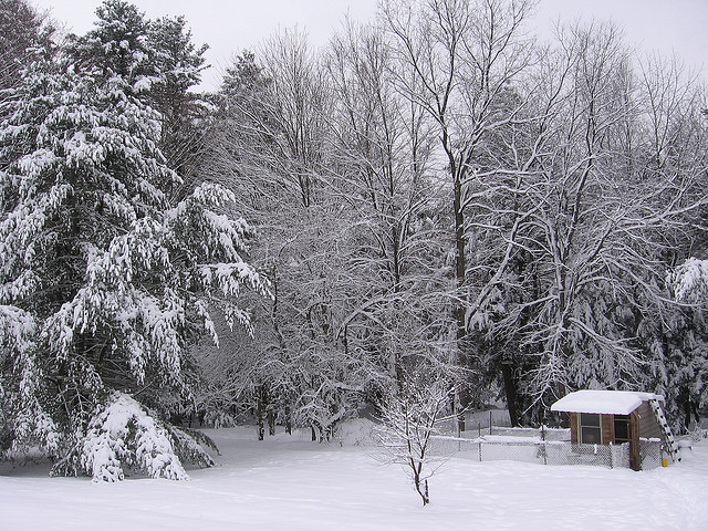 Snow covered coop