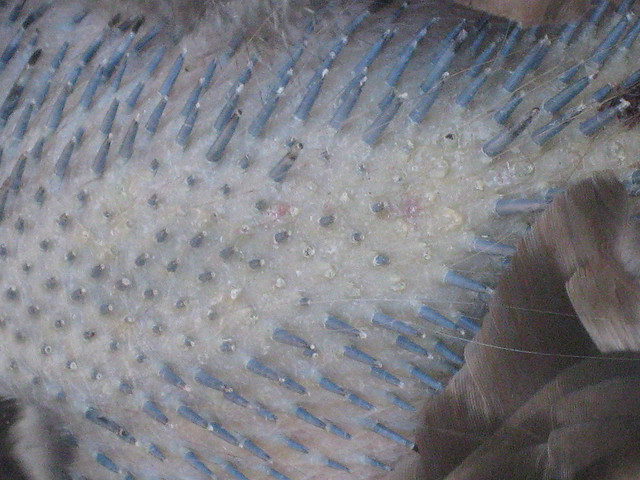 New pin feathers emerge from the skin