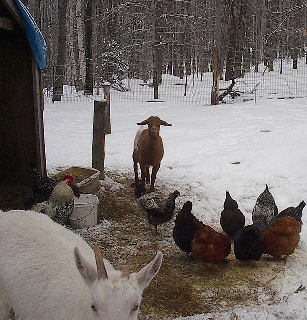 A freshly fallen barnyard snow.