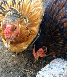 Ladies Eating