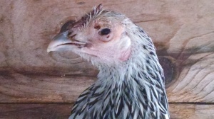 Isabelle in quarantine with eyes that are still swollen but open. 