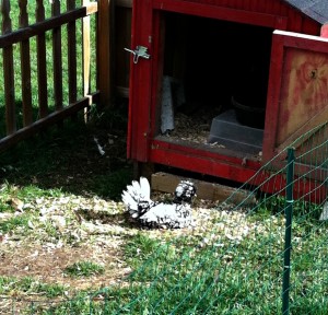 Sunning Chicken