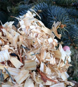 Pine Shavings