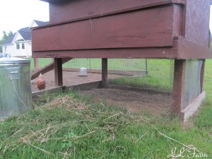 raised coop provides shade and shelter resized