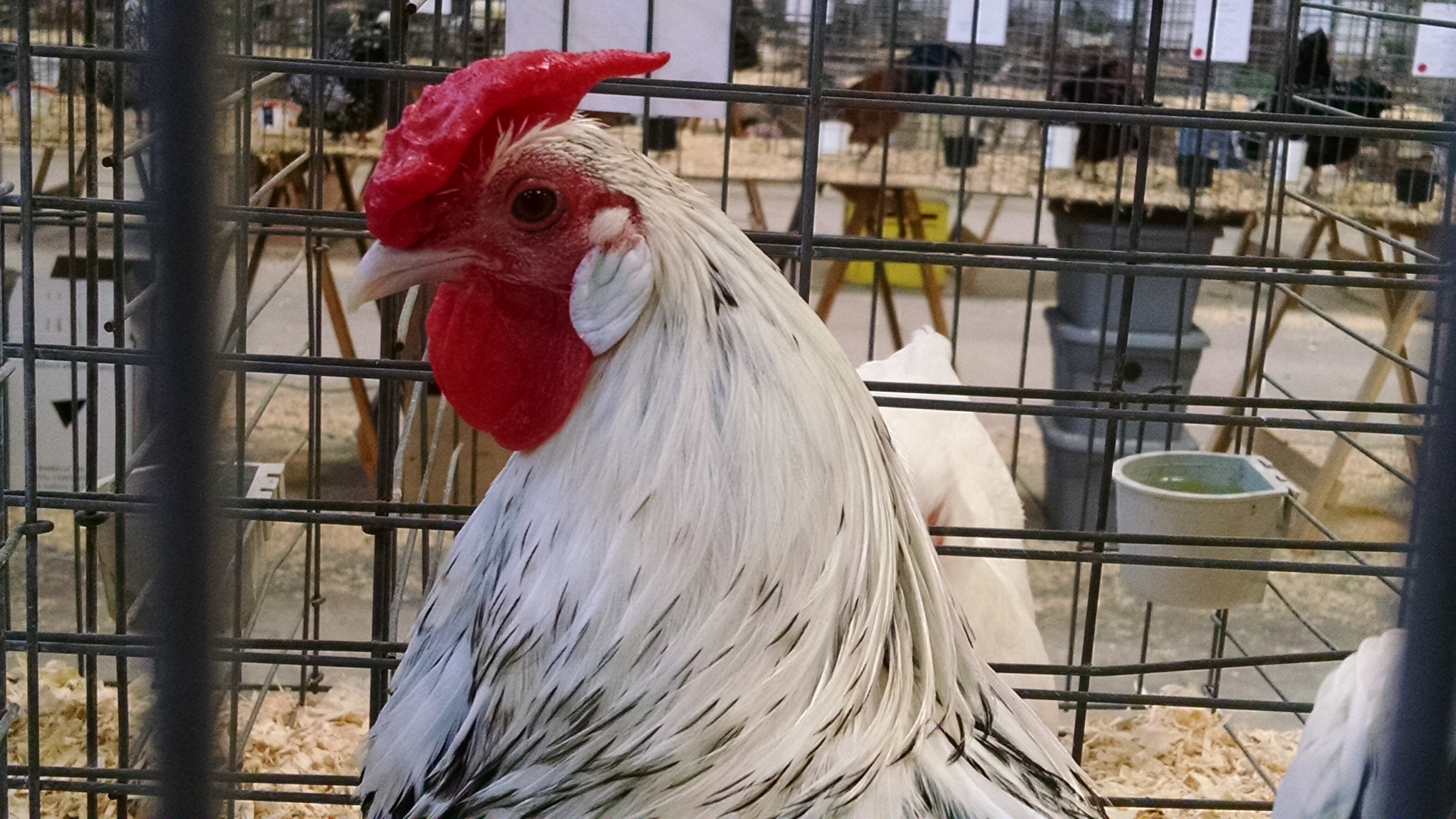 Tips for Surviving Poultry Shows | Community Chickens