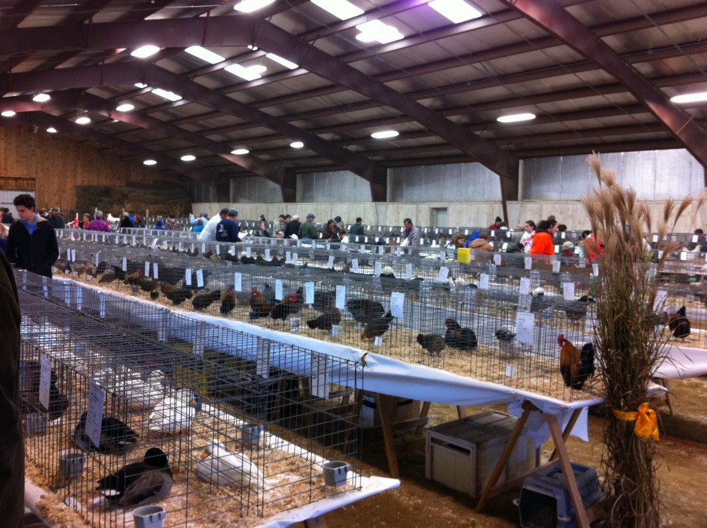 Tilly's Nest-poultryshow