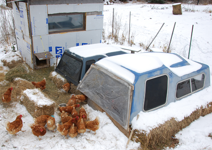 chicken sun rooms