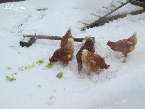 eating lettuce in the snow