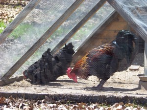 This is our small triangle coop. It was home to our original 6 hens. Now we use it as a separation/breeding coop.