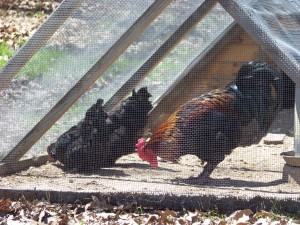 This is our small triangle coop. It was home to our original 6 hens. Now we use it as a separation/breeding coop. 