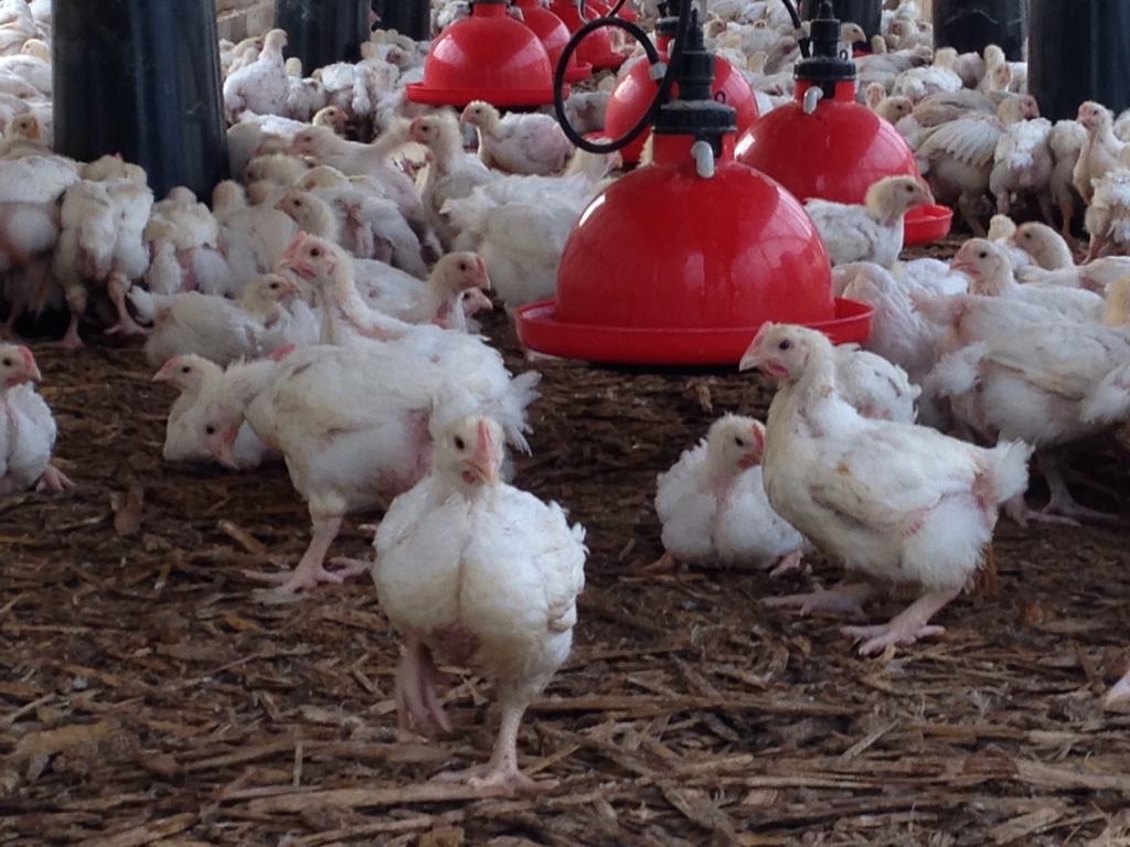 Healthy Happy Broilers 12.2014 | Community Chickens