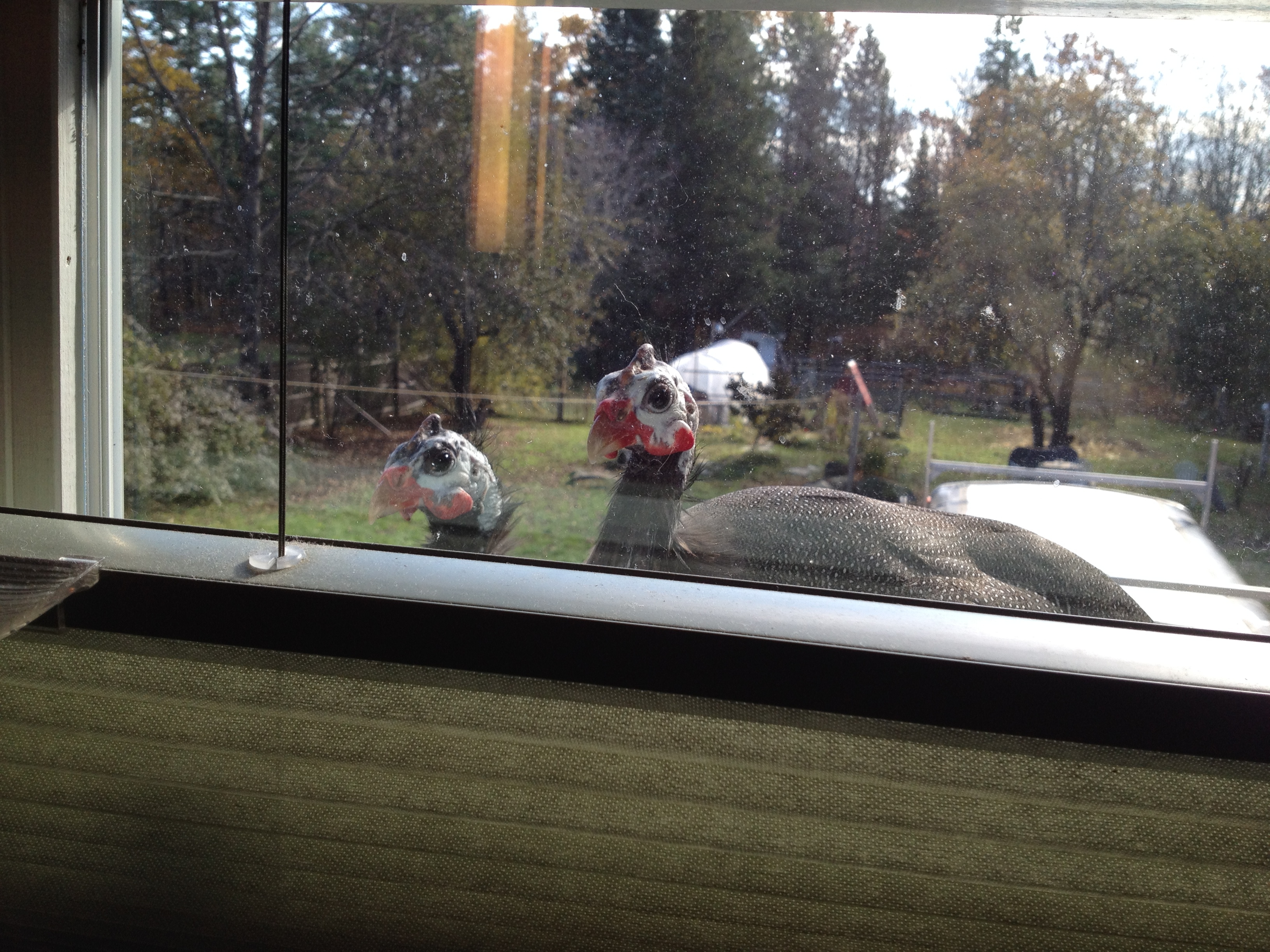 The guineas love to sit in my bathroom window during the summer.