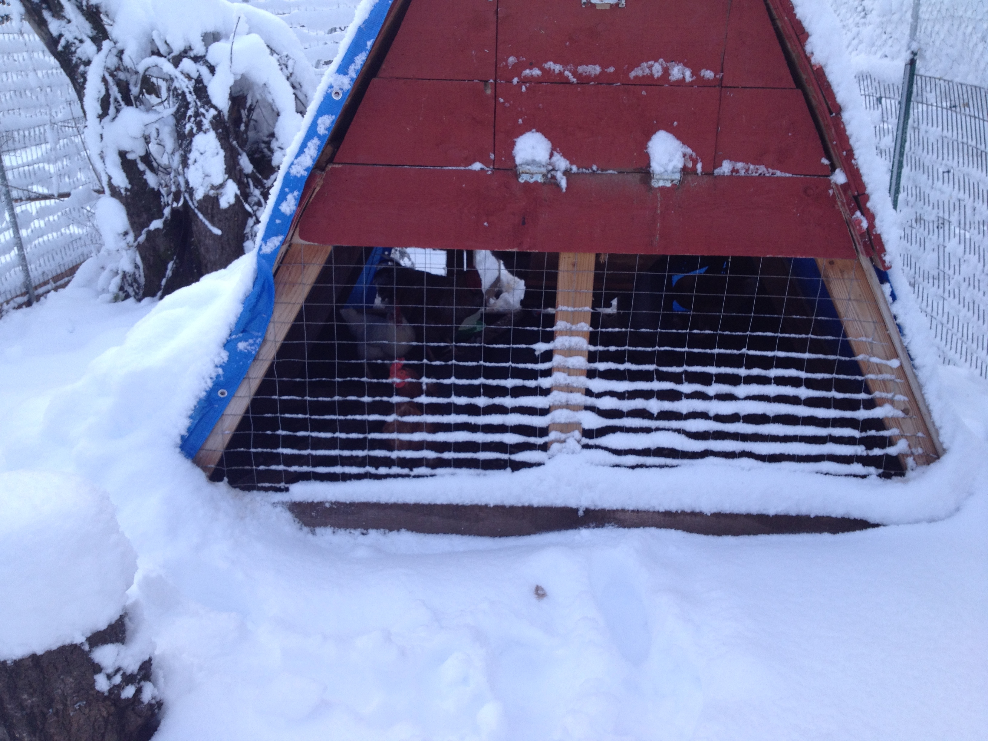 Before the storms hit; the back of the coop is now covered in plastic.