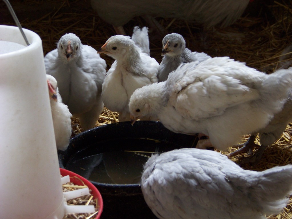 combining two flocks of chickens combining two flocks of chickens