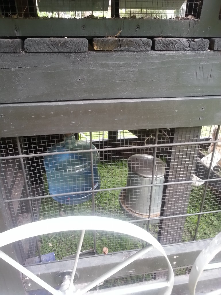 Notice the cattle panel plus 1/2"×1/2"? We have lots of predators, including bears, coyotes, and raccoons.