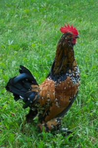 Bantam Rooster (2)