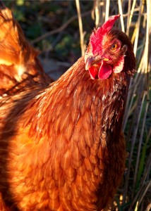 HF Rhode Island Red