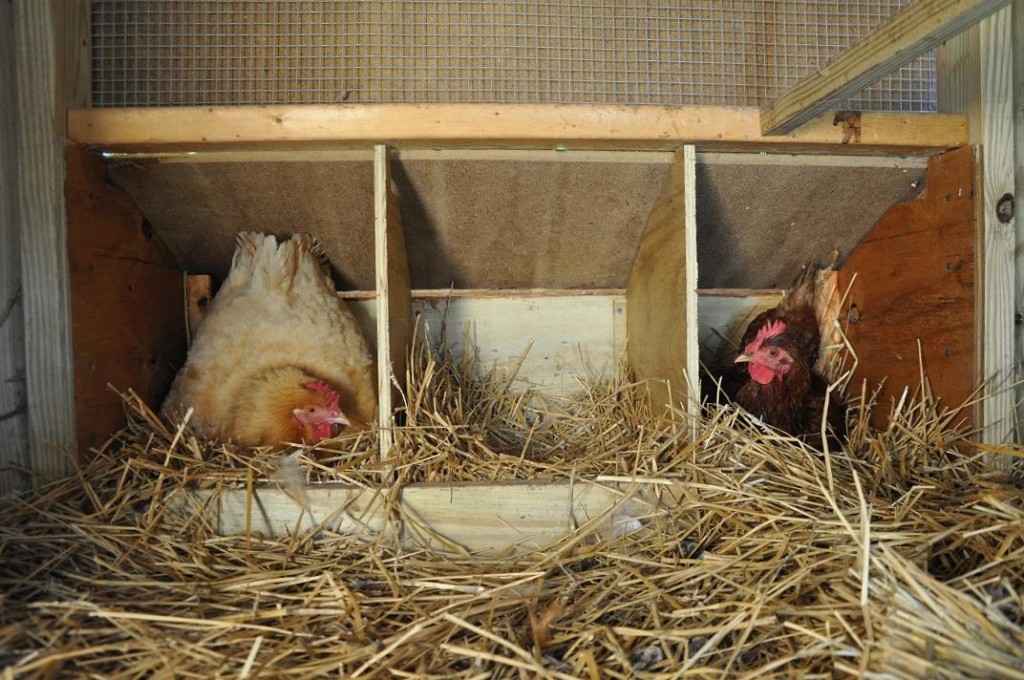 Nesting Boxes