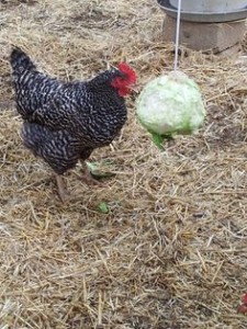 chicken and hanging cabbage