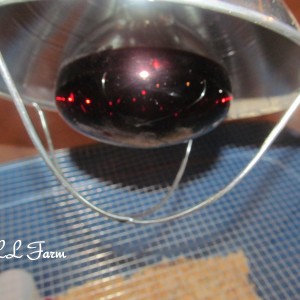 heat lamp resized half
