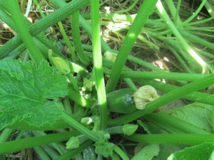 zucchini plant