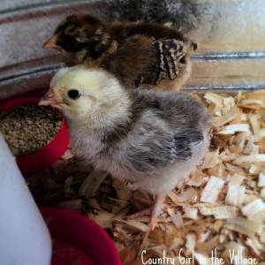 Light Brahma and Easter Egger Chick in brooder