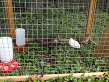 The quail at about 5 to 6 weeks.