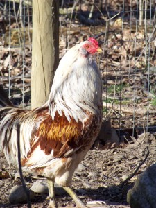 Easter Egger Rooster