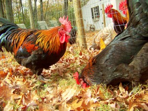 Black Copper Marans