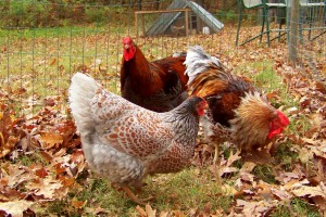 Blue Laced Red Wyandotte (2)